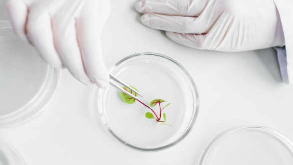 Análise laboratorial em reprodução humana com manipulação em placa de Petri durante investigação de fertilidade